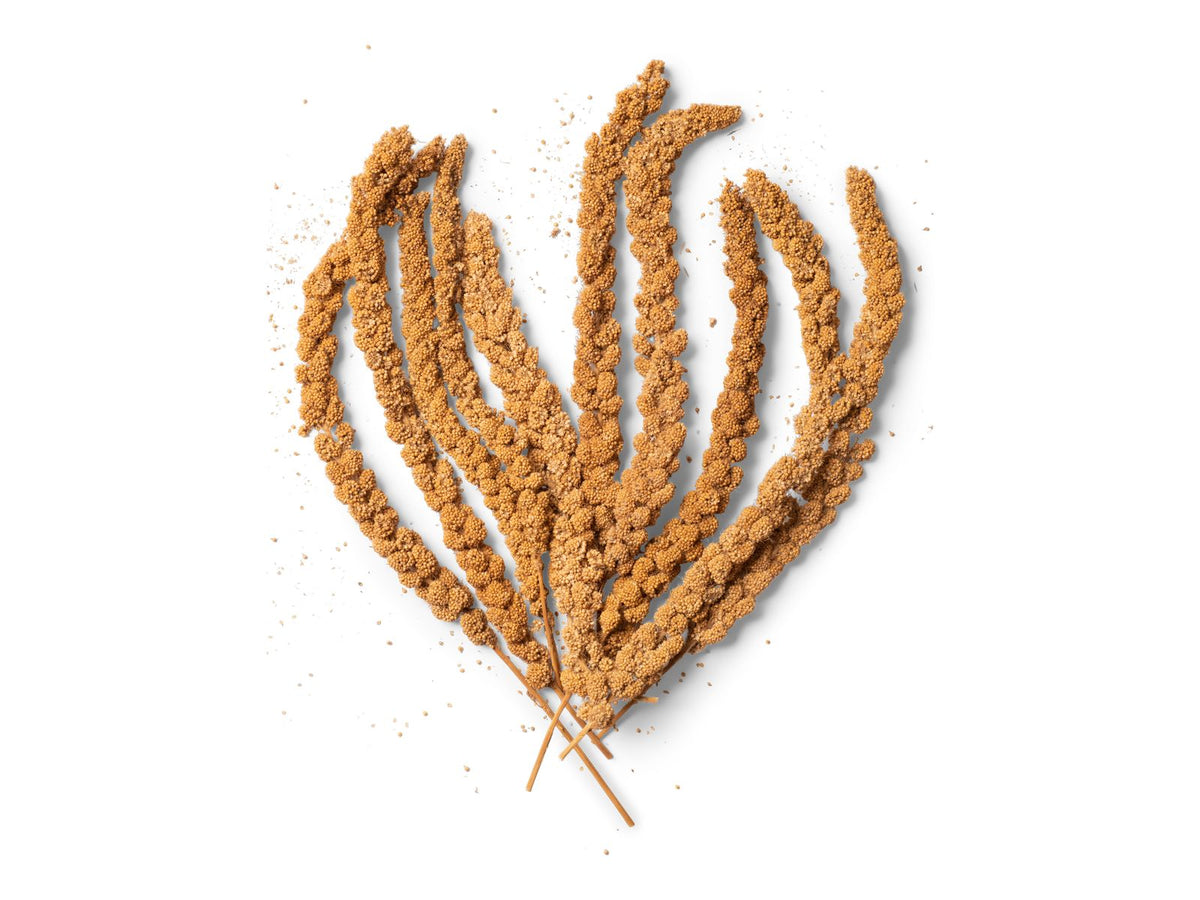 Millet Spray