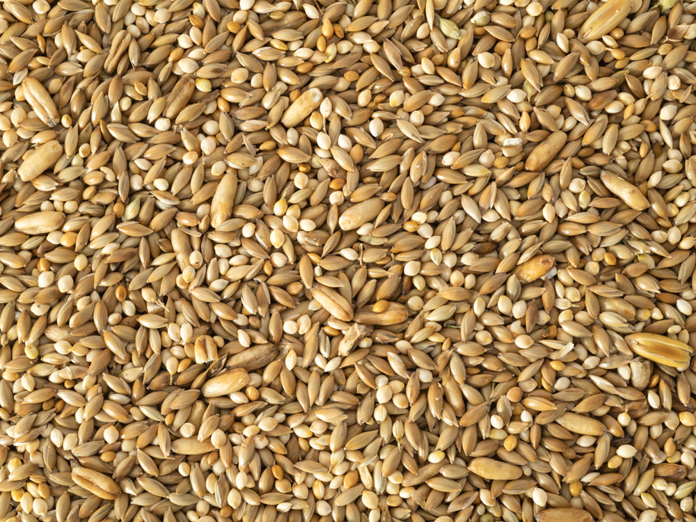 Budgie Seed