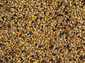 Canary Mixed Seed