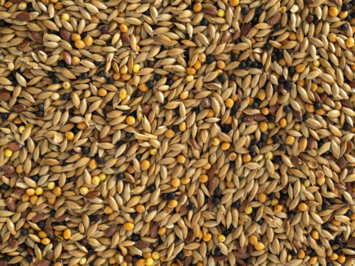 Canary Mixed Seed