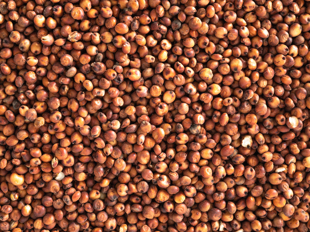 Red Sorghum Seed