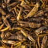 Topflite Insect Medley 125g