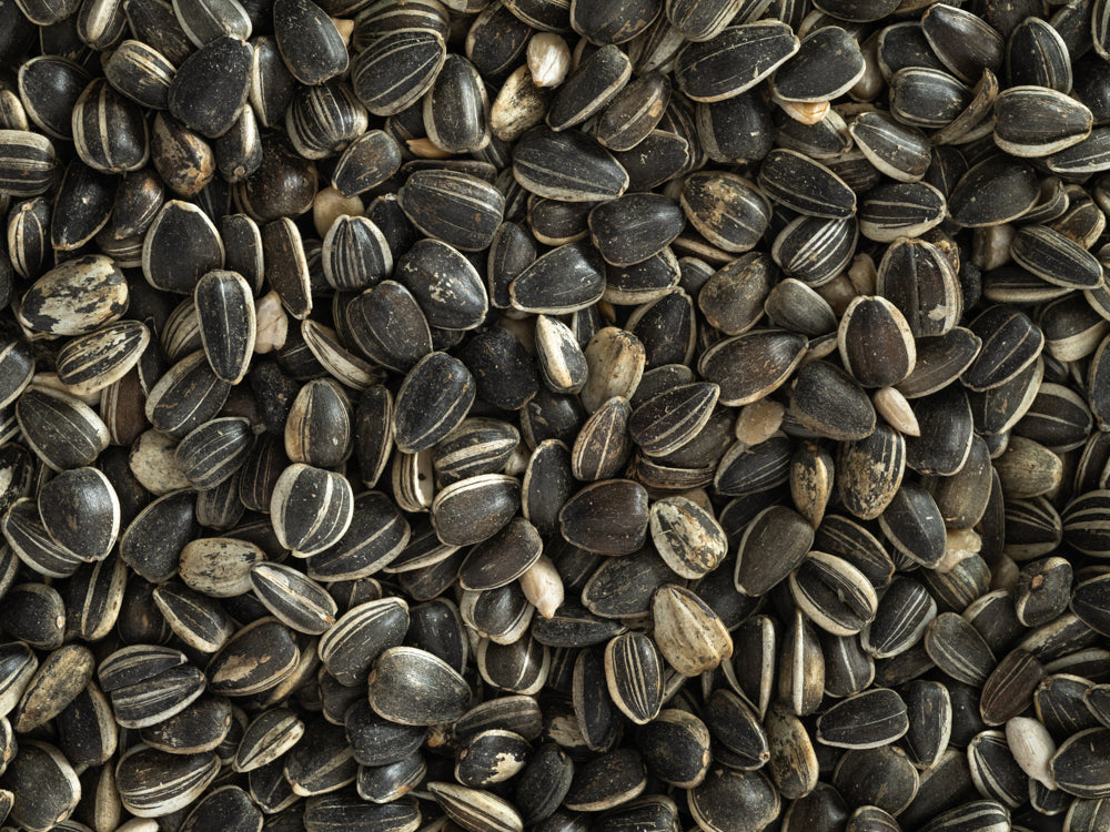 NZ Sunflower Seeds