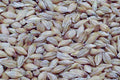 TFL DUST FREE Whole Barley for Pigeons Per Kilogram