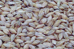 TFL DUST FREE Whole Barley for Pigeons Per Kilogram
